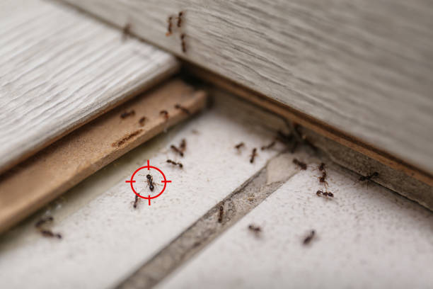 Best Pest Control Near Me  in Floris, VA