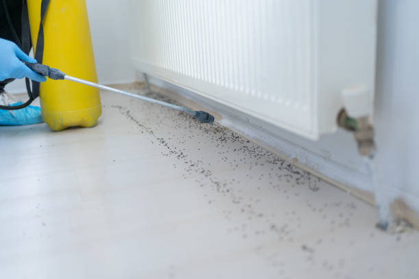 Best Flea Control Services  in Floris, VA
